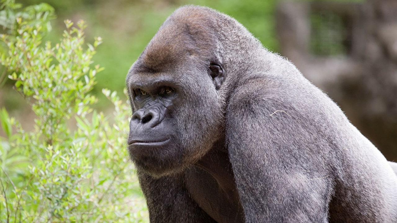 Western-lowland-gorilla-Zoo-Atlanta.jpg