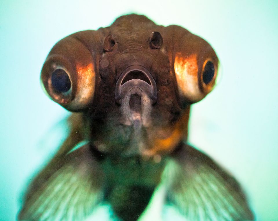 Pop-Eye-Fish.jpg