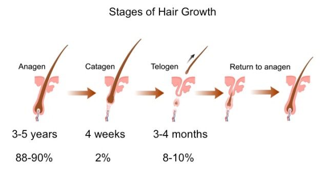 Hair-growth-cycle1.jpg