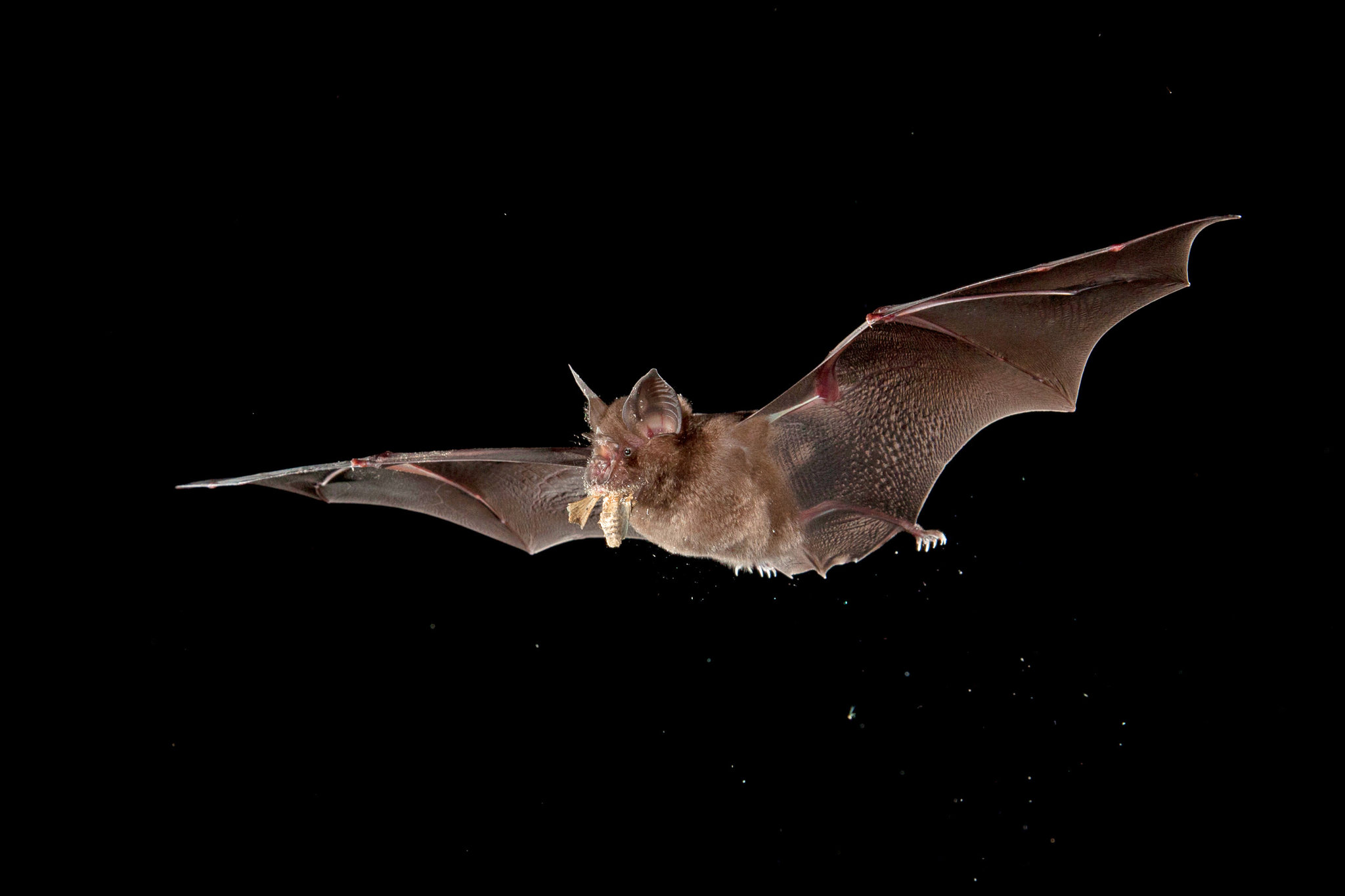 28VIRUS-BATS1-superJumbo.jpg