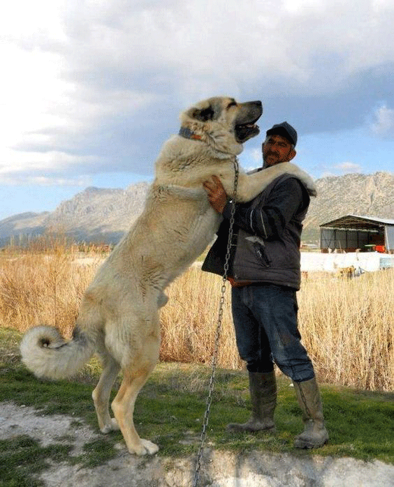 HOME | Anatolian Shepherd Kangal Karabash Malakli Akbash Turkish Dog Breed