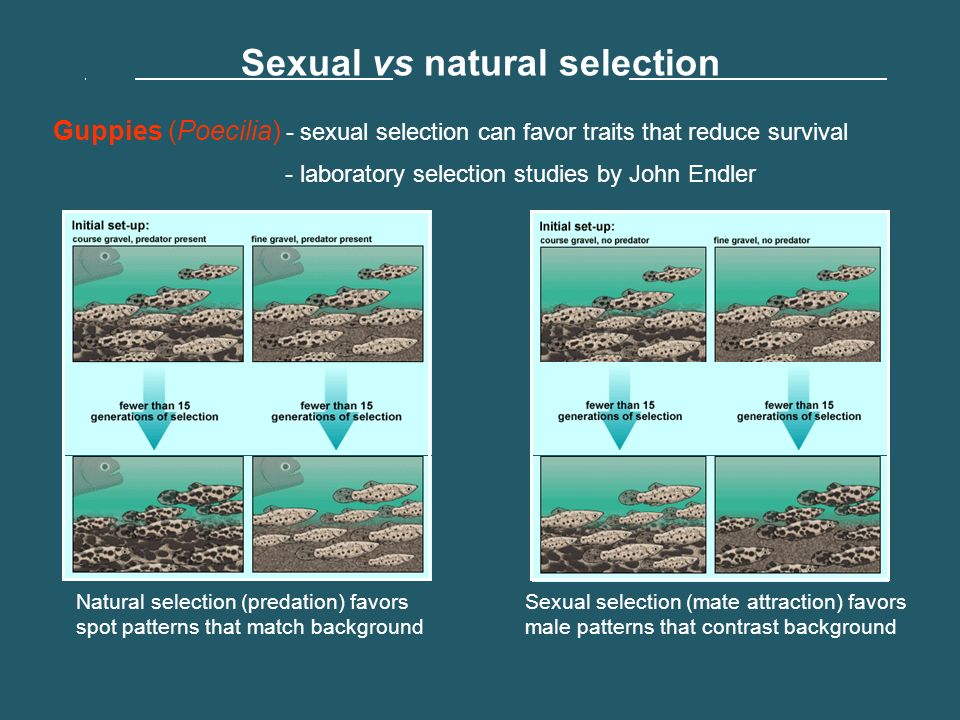 incels.wiki
