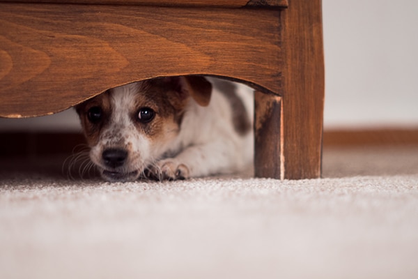 תוצאת תמונה עבור scared dog