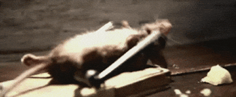 bench press mouse GIF