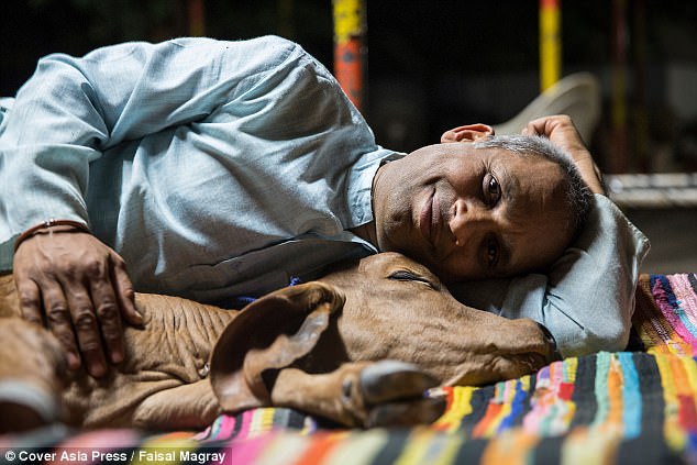 Indian man abandons his family to live with cows | Daily Mail Online