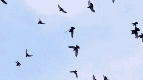 EF6EF3C2-CDCC-412C-B41F-C82971EE476C.gif