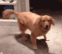 Happy Dog GIFs | Tenor