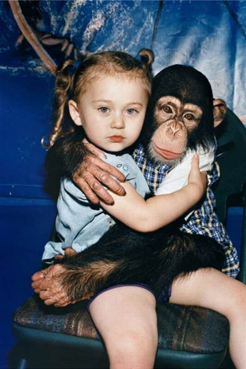 Chimp-Hug.jpg