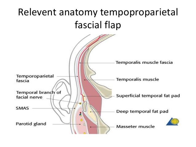Image result for temporoparietal fascia