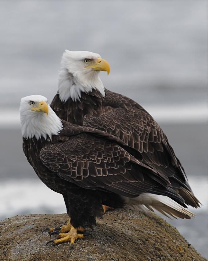 Reagle Couple | Pet birds, Bald eagle, Animals
