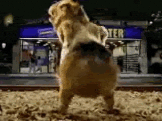 giphy.gif