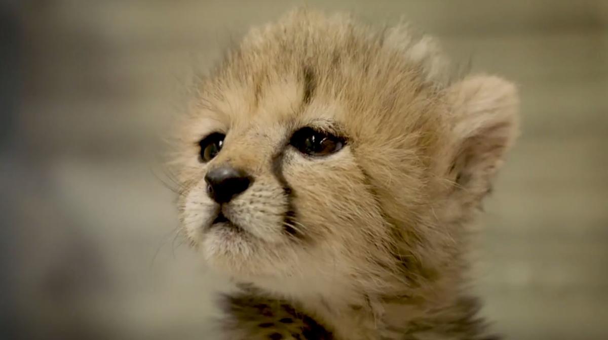 San-Diego-Zoo-Safari-Cheetah-Cub-3.jpg