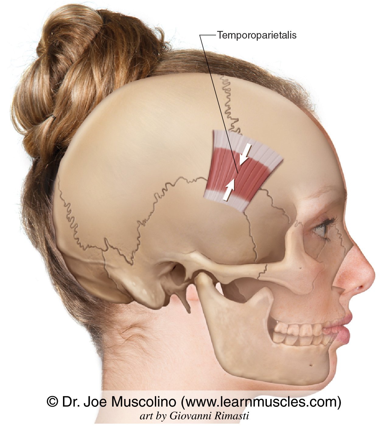 Image result for temporoparietalis muscle