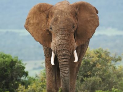 Elephant-Africa-400x300.jpg