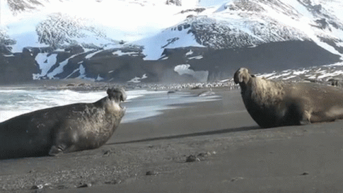elephant-seal-fight.gif