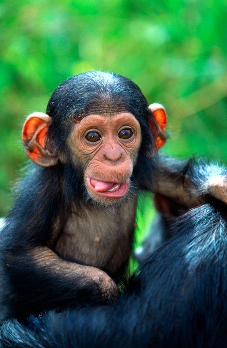 Baby chimpanzee! They are so adorable and cute! | Cute animals ...