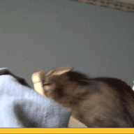 ibb.co
