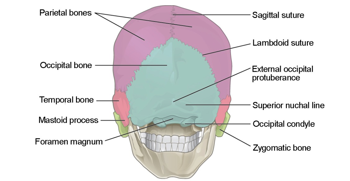 Posterior-view-of-the-skull.jpg