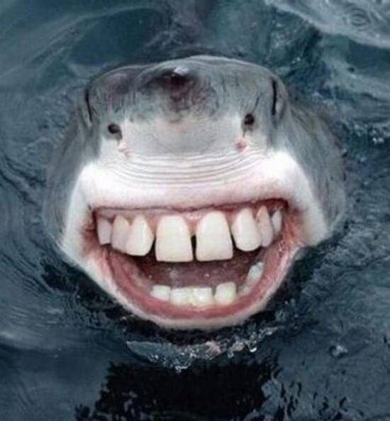 shark-with-human-teeth-11.jpg