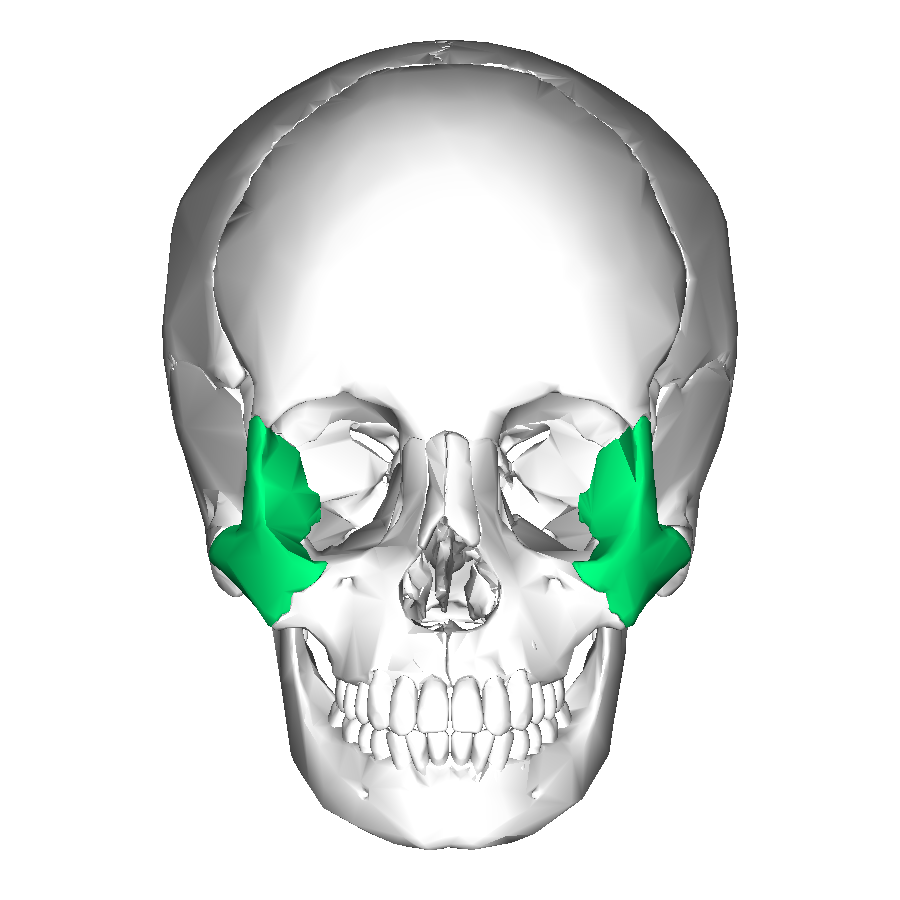 Zygomatic bone - Wikipedia