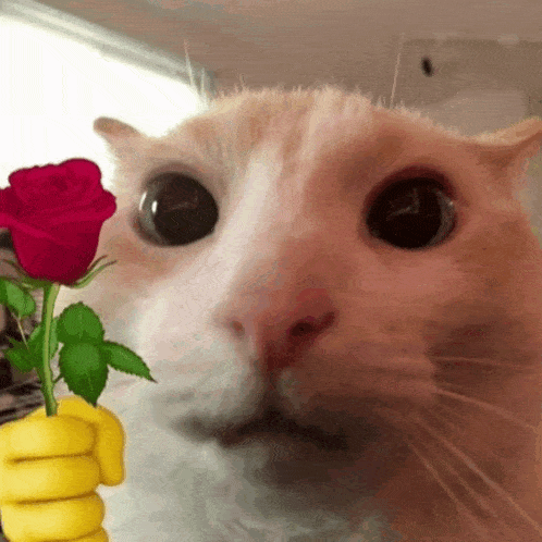 a close up of a cat holding a rose in its paw