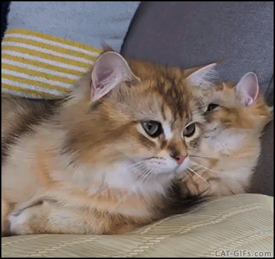 2de880cd73582147b9855afa0f3370c2.gif