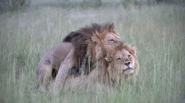 Gay-Pride.jpg