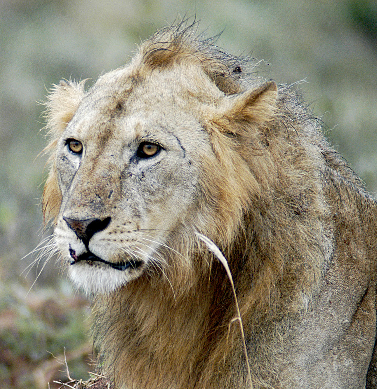 np-11-lion-tsavo-east.jpg