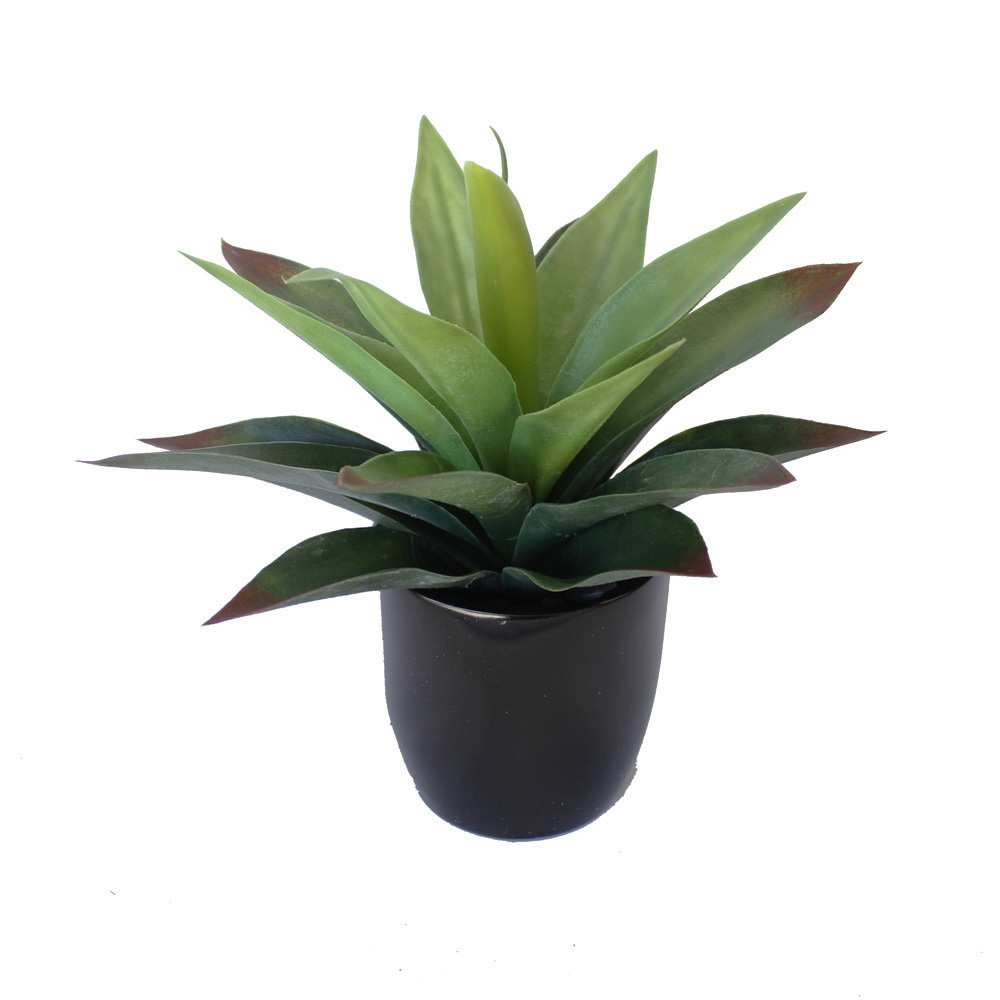agave-green-red-potted1.jpg