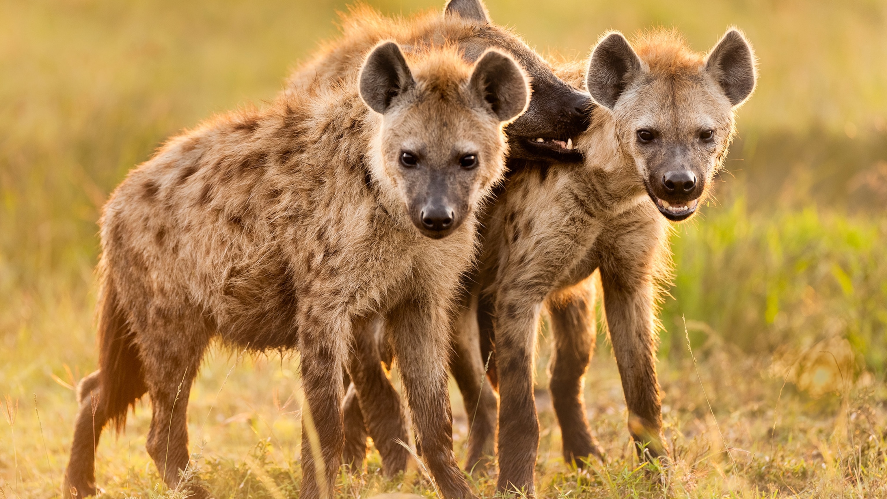 Hyenas have a bad rap—but they're Africa's most successful predator