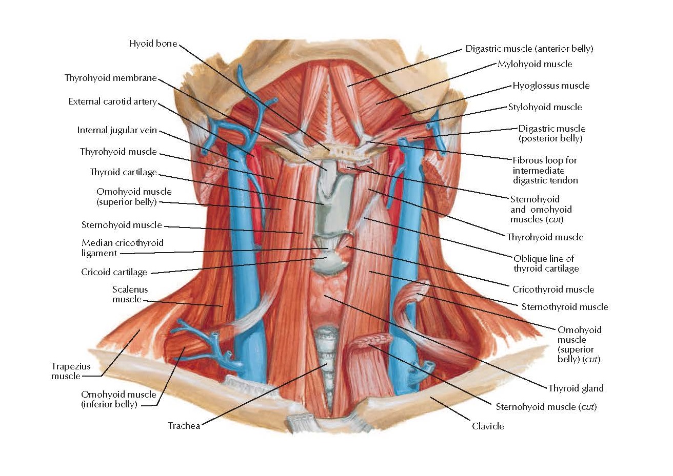 Image result for suprahyoid muscles