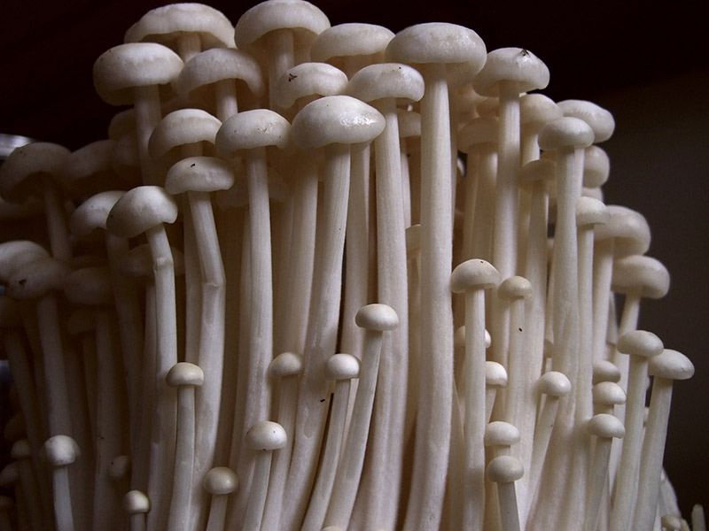 enoki-mushrooms.jpg