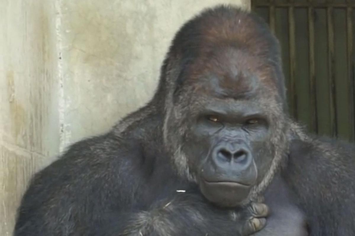 shabani_fi.jpg