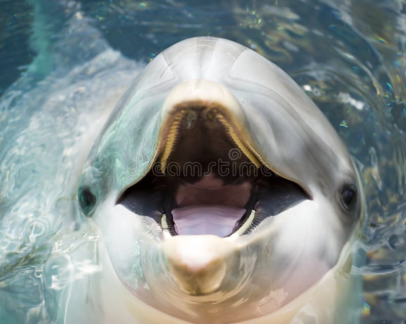 dolphin-3563736.jpg