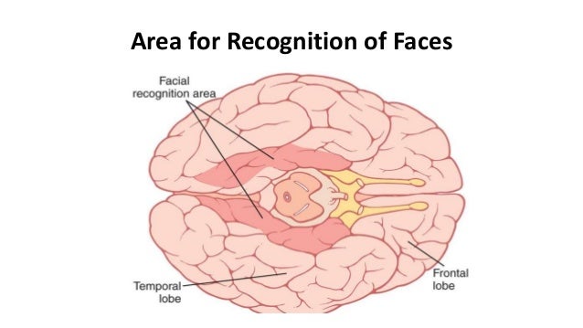 cerebral-cortex-18-638.jpg