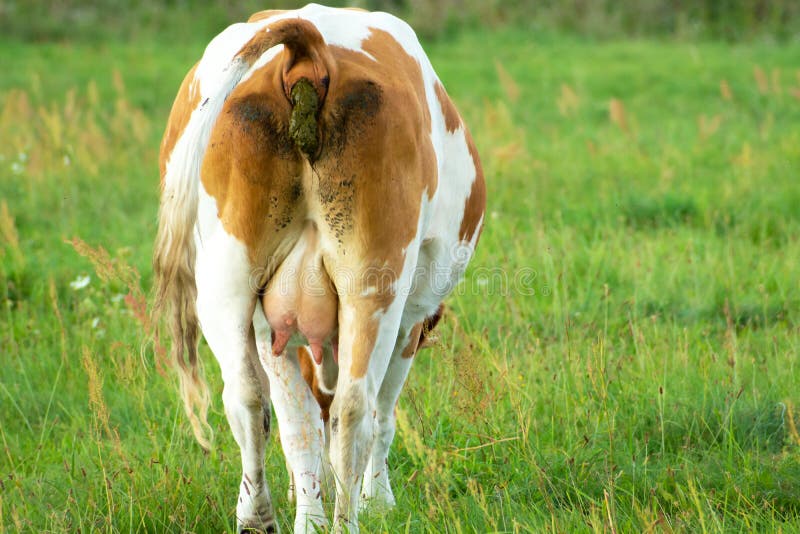 brown-white-cow-pooping-meadow-summer-rural-view-brown-white-cow-pooping-meadow-269108199.jpg