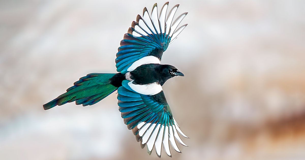 f_apa_2016-p1_1428_1_black-billed-magpie_amanda_ubell_kk.jpg
