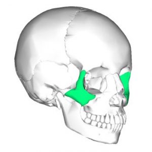 Zygomatic-Bones-300x300.jpg