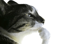 Cat Thinking GIFs | Tenor