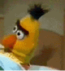 giphy.gif