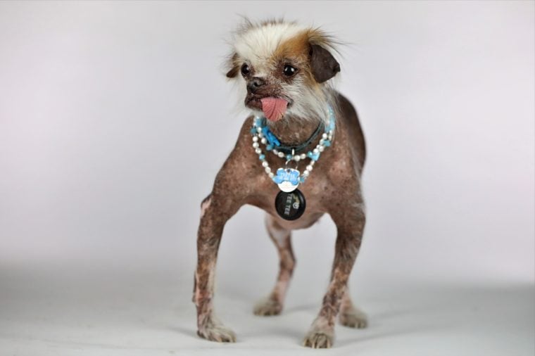 Ugly Dogs That Are Still So Darn Cute | Reader's Digest