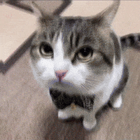 Car Edit Kawaii Cats GIF