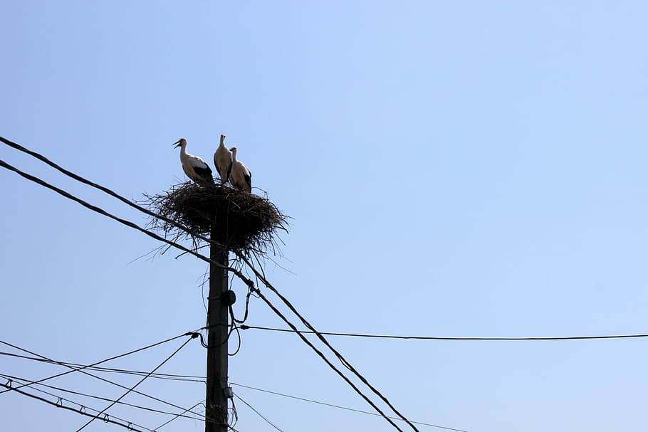 nest-poles-power-sky.jpg