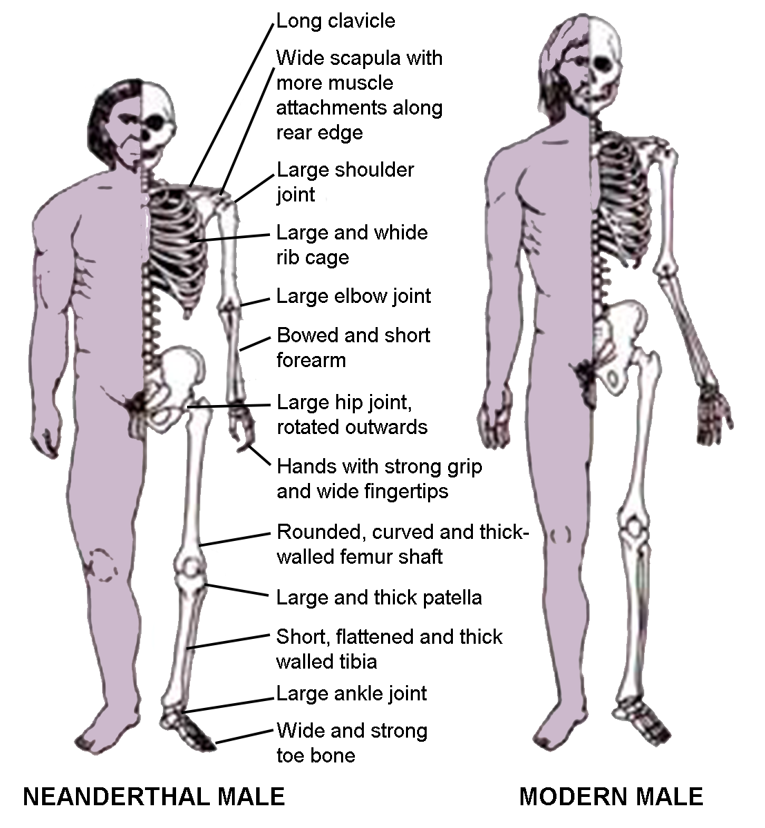 dna-hist-neanderthal-chart.png