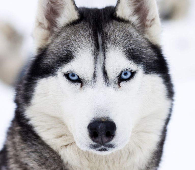 husky.jpg
