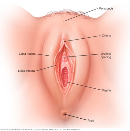 vagina1.jpg