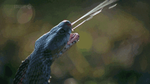 Image result for snake gif