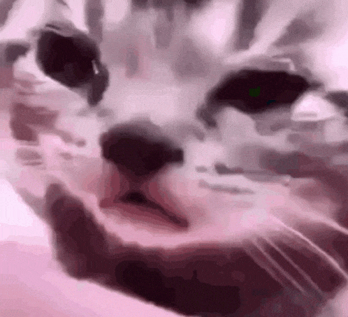 giphy-downsized-large.gif