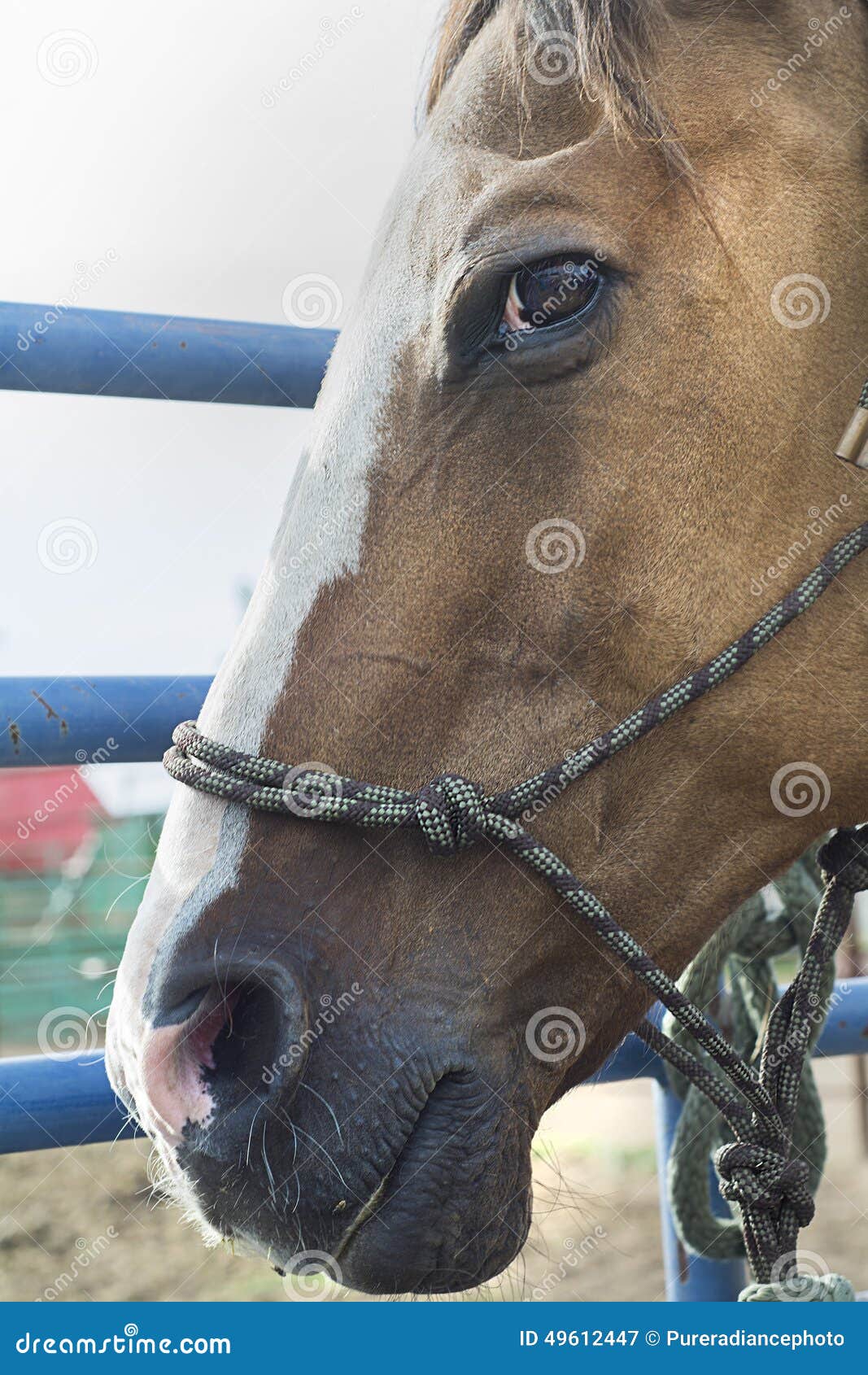 side-profile-horse-image-s-muzzle-blue-sky-49612447.jpg