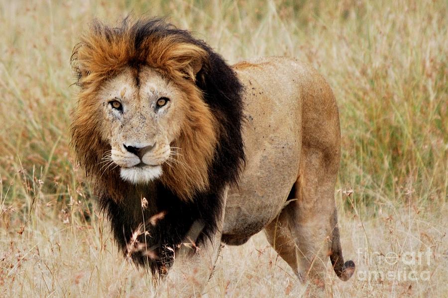 2-old-lion-alan-clifford.jpg